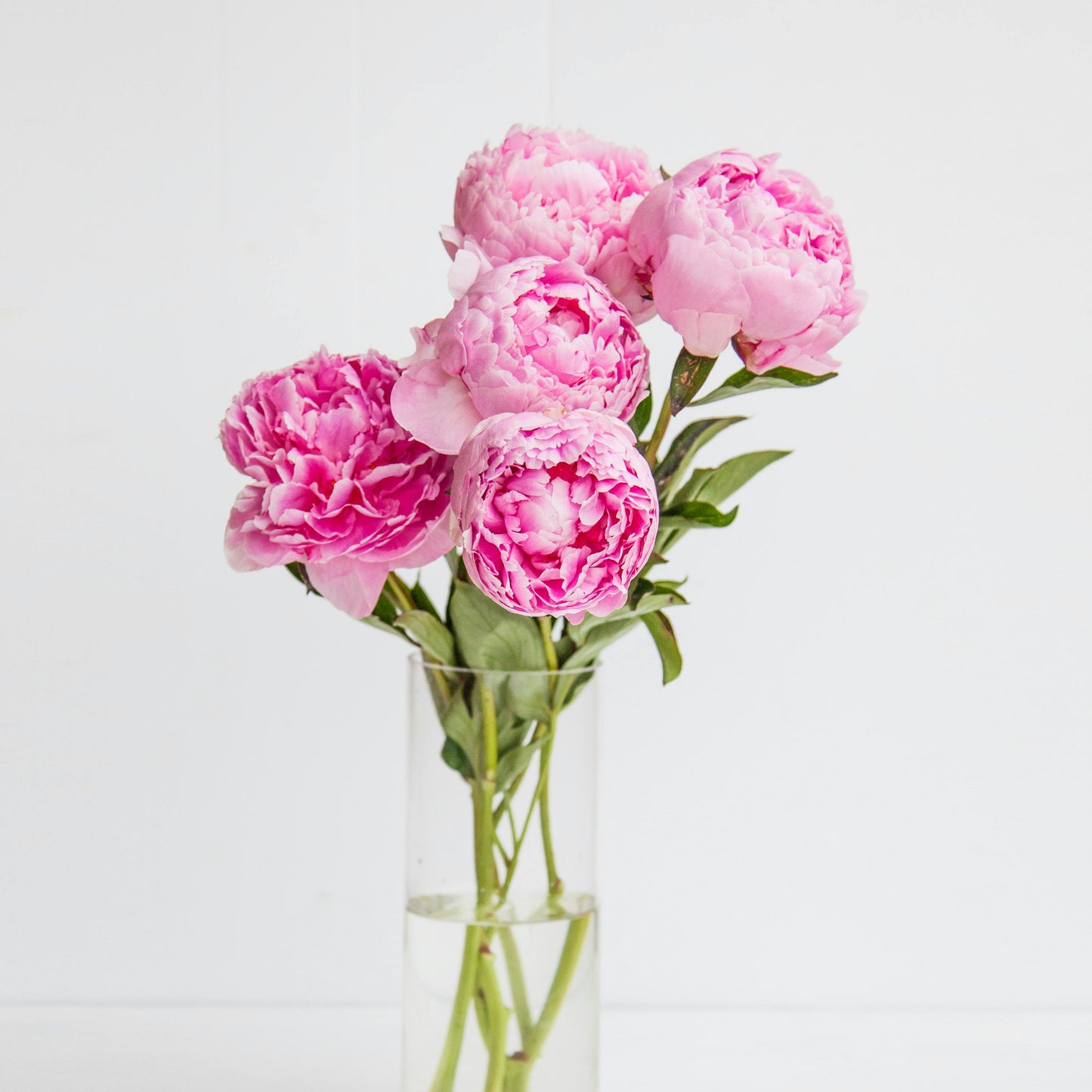 Peonies